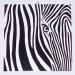 zebra15-800